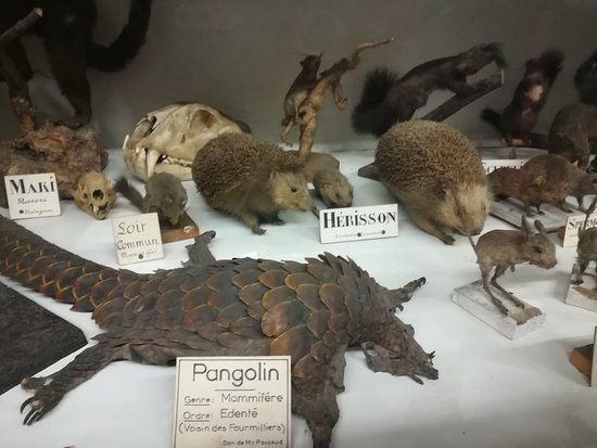 Muséum d'histoire naturelle de Chambéry