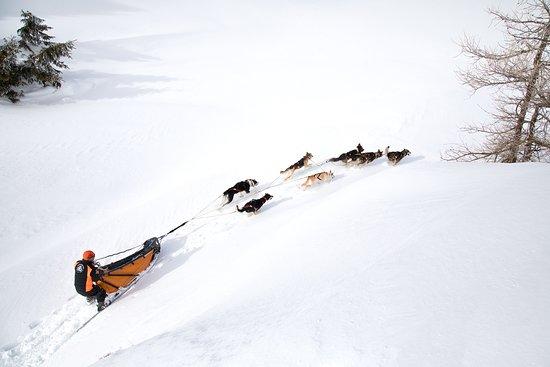 Husky Adventure