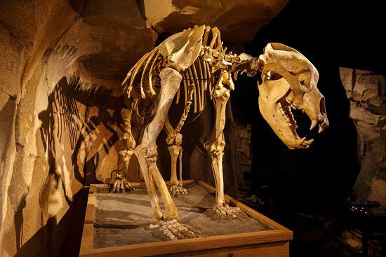 Musée de l'Ours des Cavernes